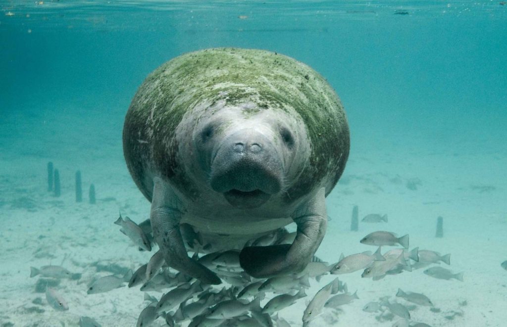 Florida Manatee the Advantages and Disadvantages of Living in Florida.