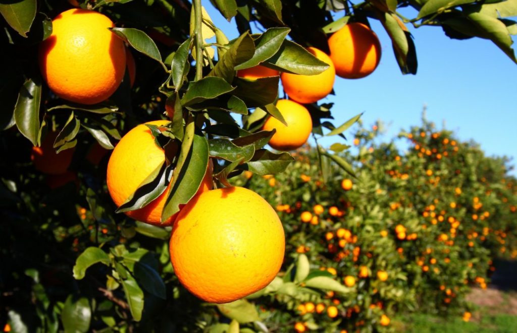 Florida Orange Grove