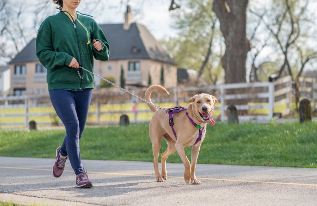 A single mom side hustling by starting a dog walking business